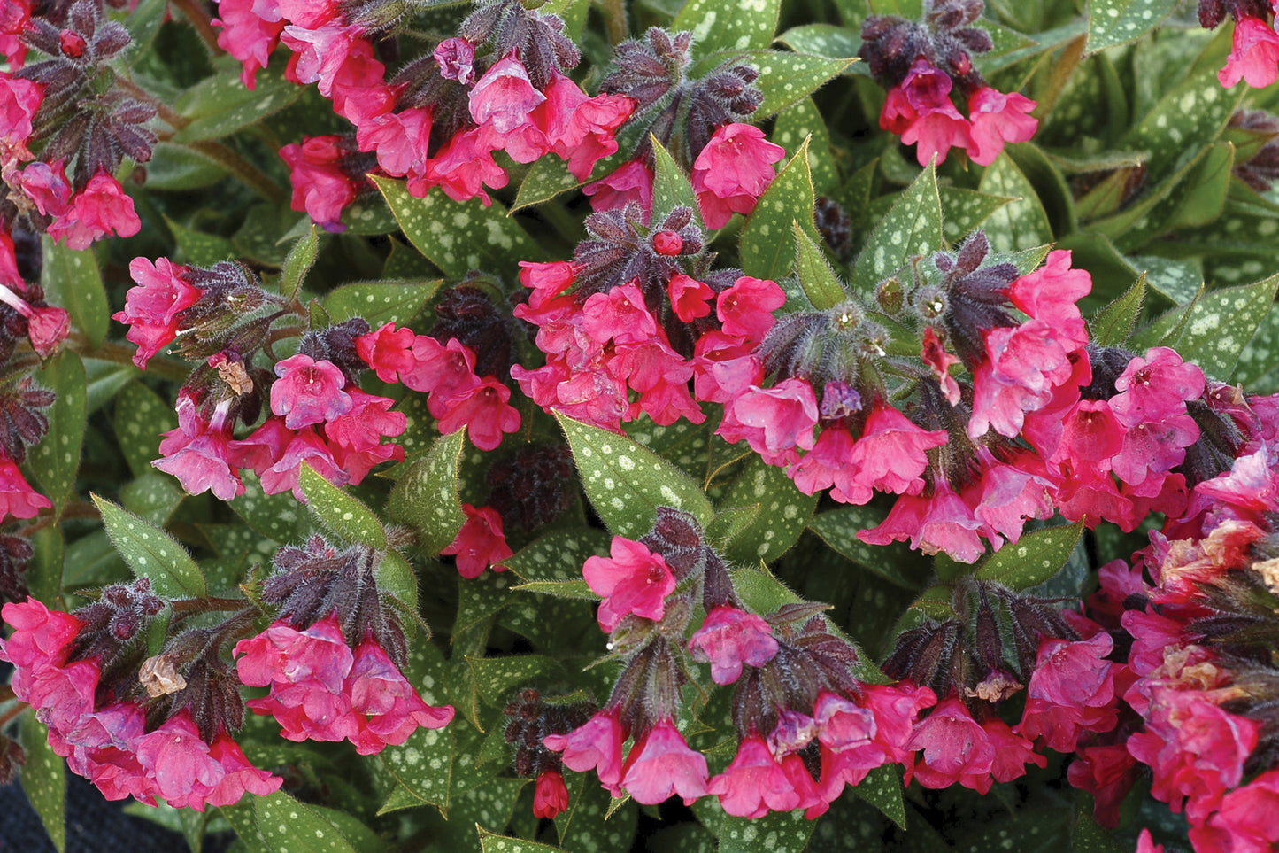 Creek Hill Nursery, Inc. / Pulmonaria 'Shrimps on the Barbie'