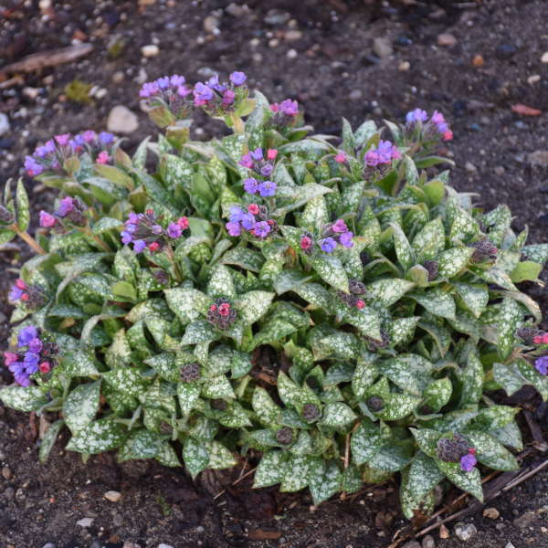 4 Live Pulmonaria 'Spot On' Perennial Starter Plants. Love Shade. Super Easy to Grow. Comes Back Every Year. Trimmed and Ready to Plant.