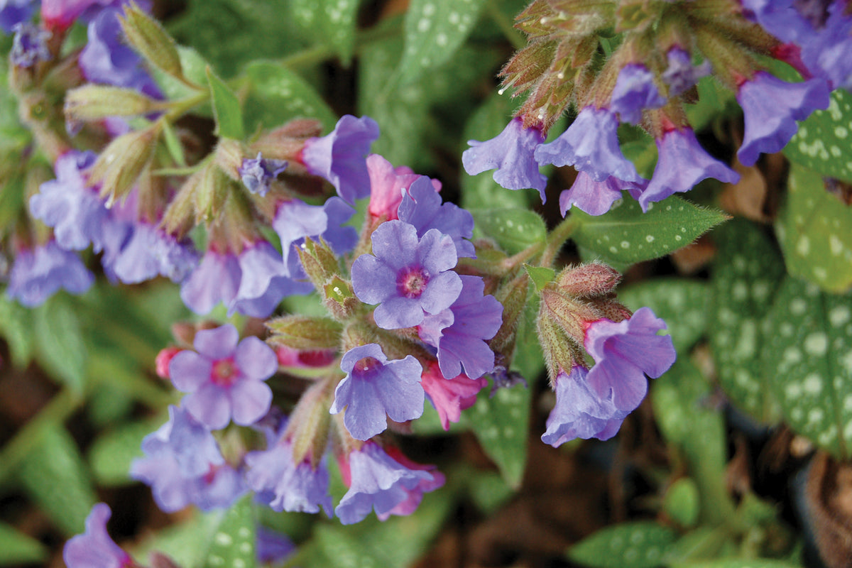 Creek Hill Nursery / Pulmonaria 'Trevi Fountain'
