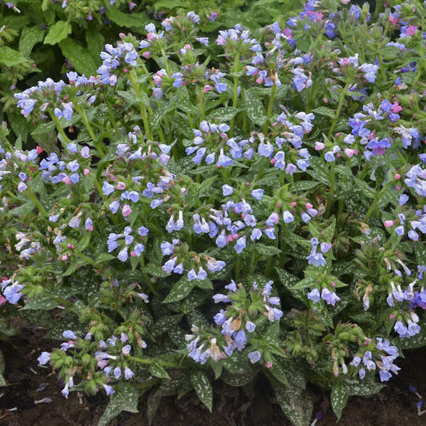 Walters Gardens / Pulmonaria 'Twinkle Toes'