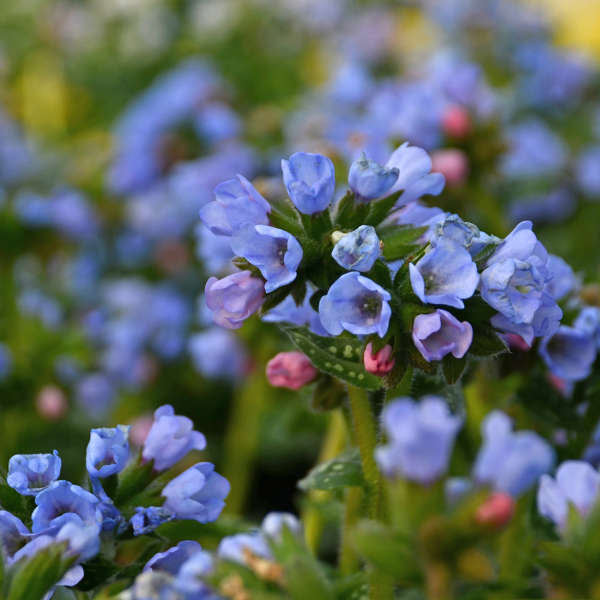 Walters Gardens / Pulmonaria 'Twinkle Toes'