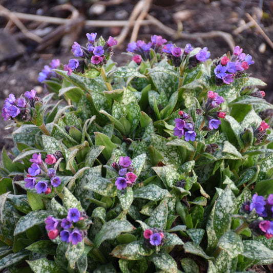 4 Live Pulmonaria 'Spot On' Perennial Starter Plants. Love Shade. Super Easy to Grow. Comes Back Every Year. Trimmed and Ready to Plant.