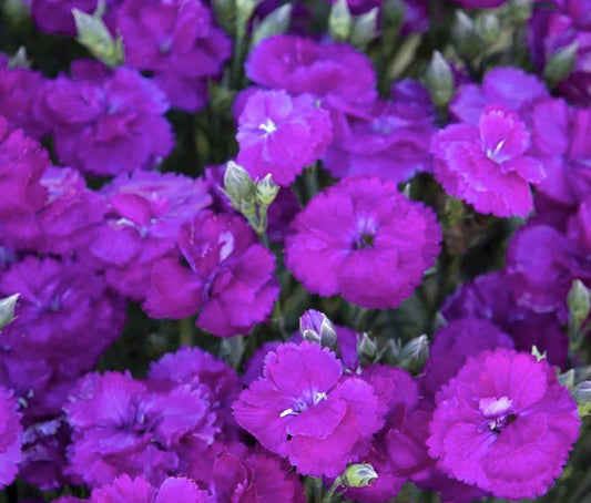 3 Live Dianthus Purple Cocktail Perennial Plants. Loves Sun. Easy to Grow. Pollinator