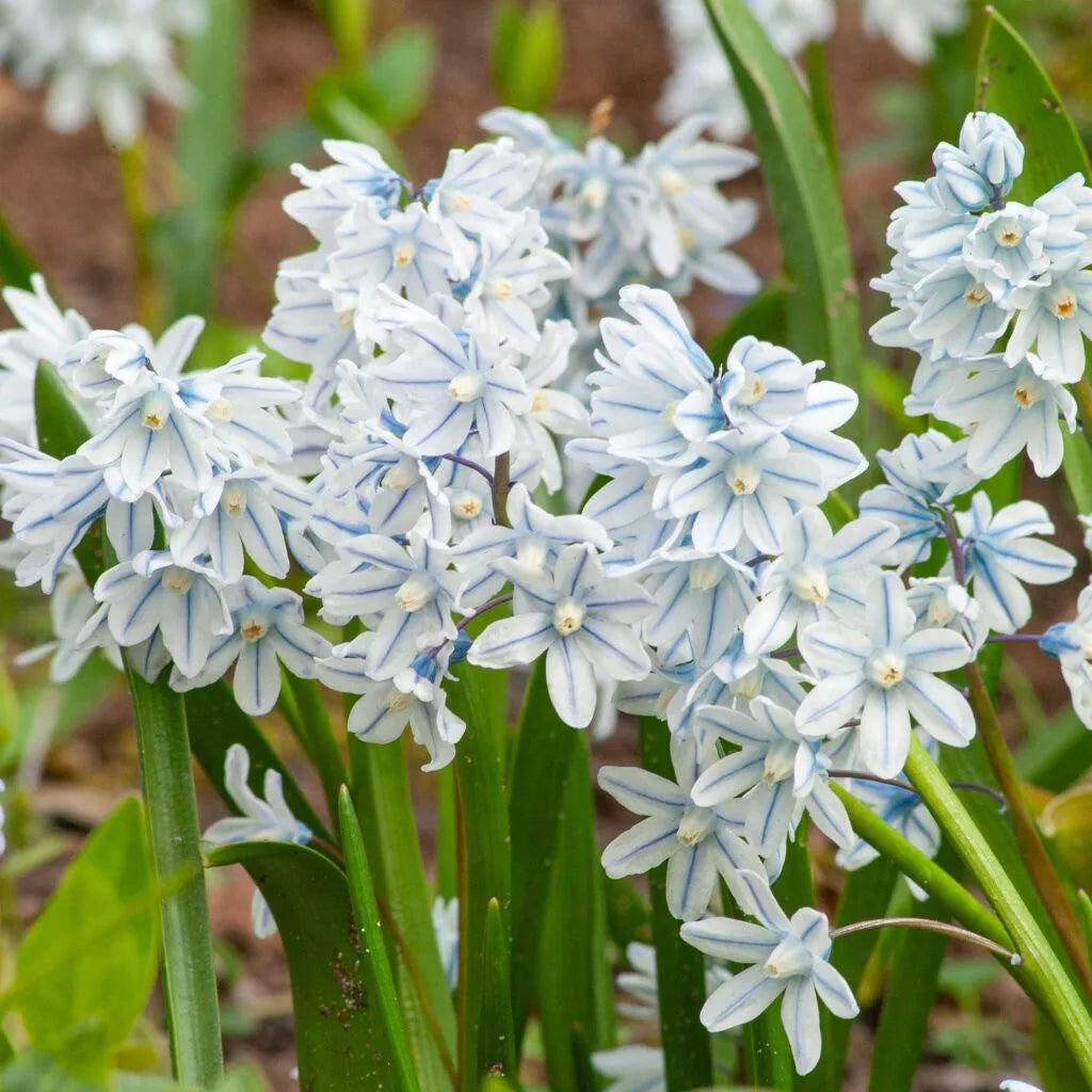 Color Blends / Puschkinia scilloides var. libanotica Striped Squill