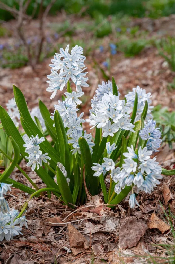 Color Blends / Puschkinia scilloides var. libanotica Striped Squill