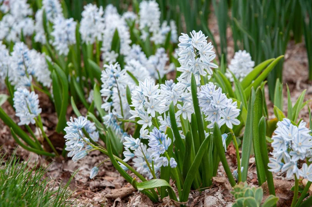 Color Blends / Puschkinia scilloides var. libanotica Striped Squill