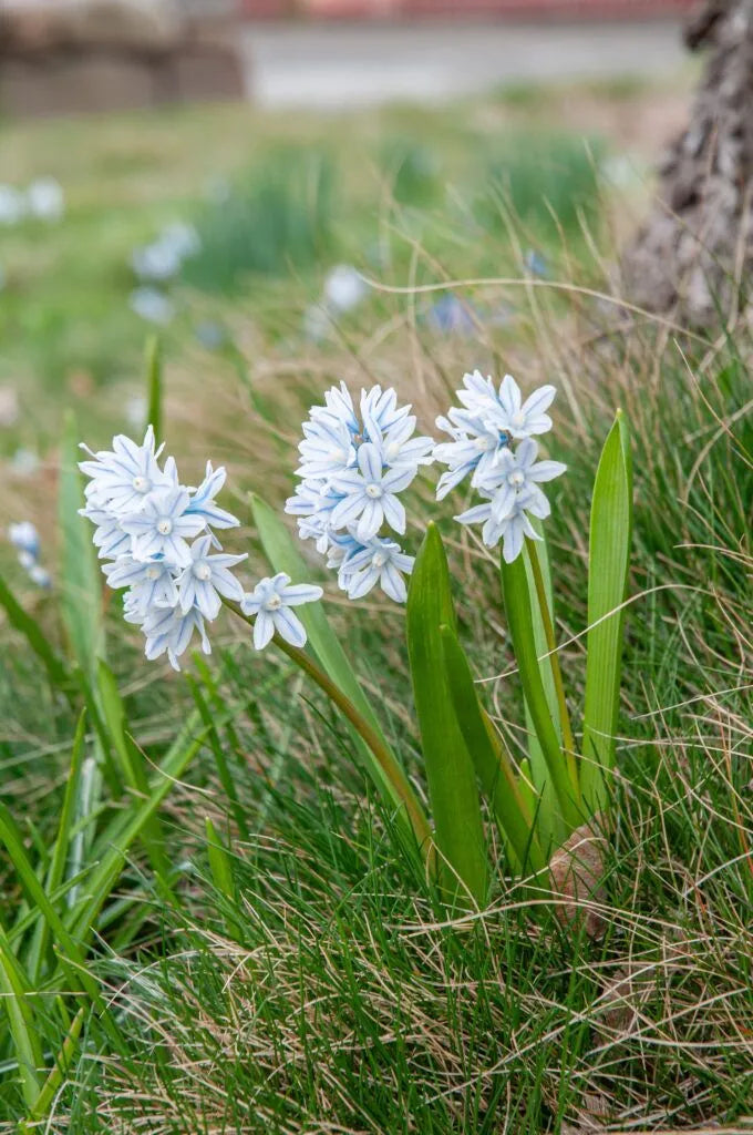 Color Blends / Puschkinia scilloides var. libanotica Striped Squill