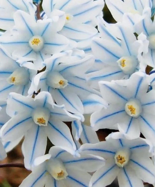 12 Hardy Puschkinia Libanotica Bulbs. Ready to Plant for Spring Blooms. Delicate, Star-Shaped Flowers.