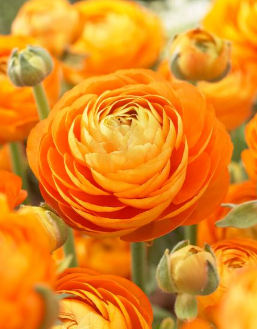 10 Ranunculus Aviv 'Orange' Perennial Bulbs. Lustrous Vibrant Tangerine Colored Blooms, Butterfly Friend, Sun Lover, Critter Resistant, Adds Cheer!