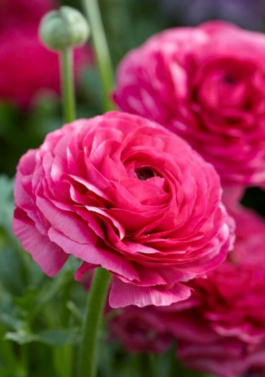 10 Ranunculus Aviv 'Pink' Perennial Bulbs. Up to 5" Blooms, Butterfly Friend, Sun Lover, Critter Resistant.