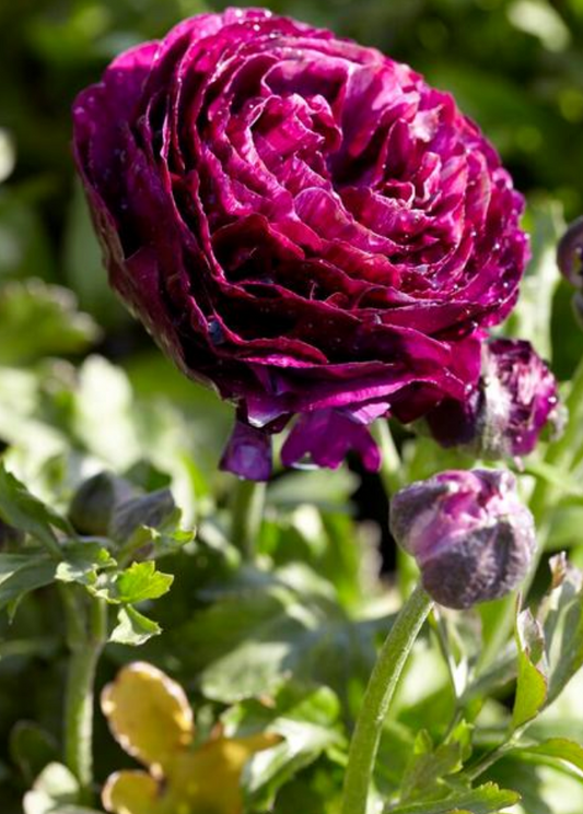 10 Ranunculus Aviv 'Purple' Perennial Bulbs. Beautiful Blooms in Purple Hues. Love Sun. Critter Resistant.