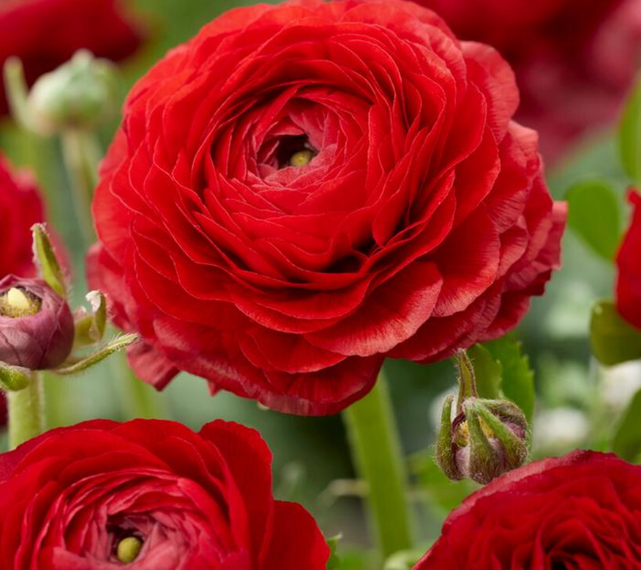 10 Ranunculus Aviv 'Red' Perennial Bulbs. Velvety Red Blooms. Love Sun. Critter Resistant.