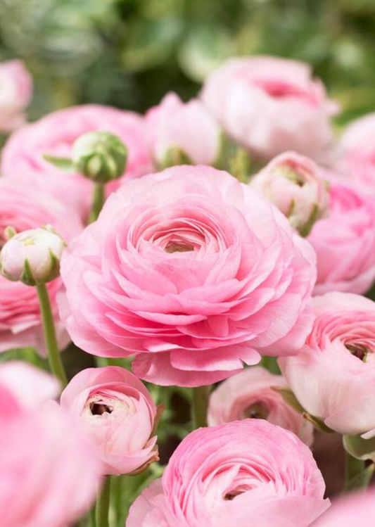 10 Ranunculus Aviv 'Rose' Perennial Bulbs. Soft Pink Hues. Love Sun. Critter Resistant.