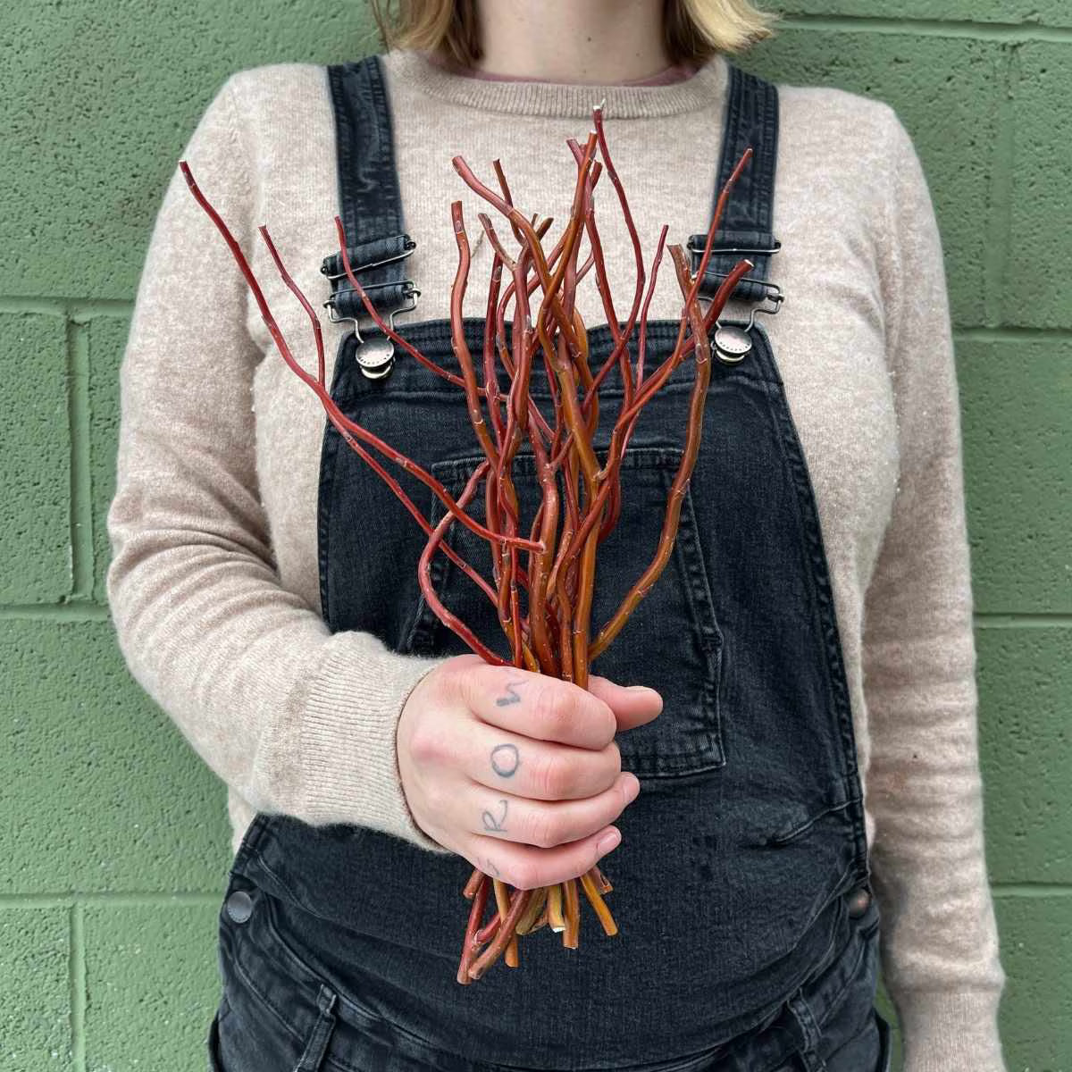 Berbee Bulb Co. / Red Curly Willow