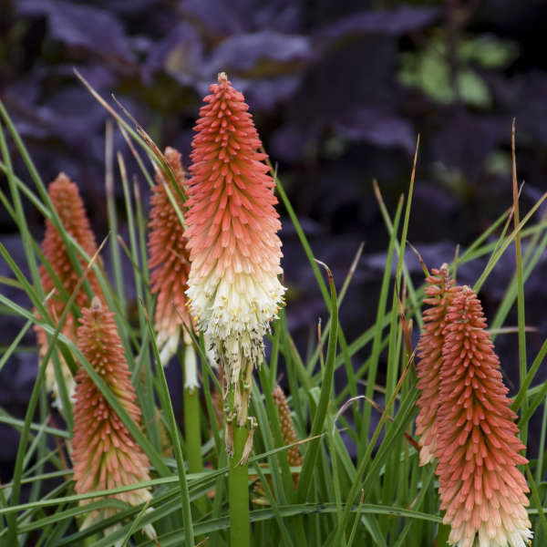 Walters Gardens, Inc. / Kniphofia 'High Roller' PP32295
