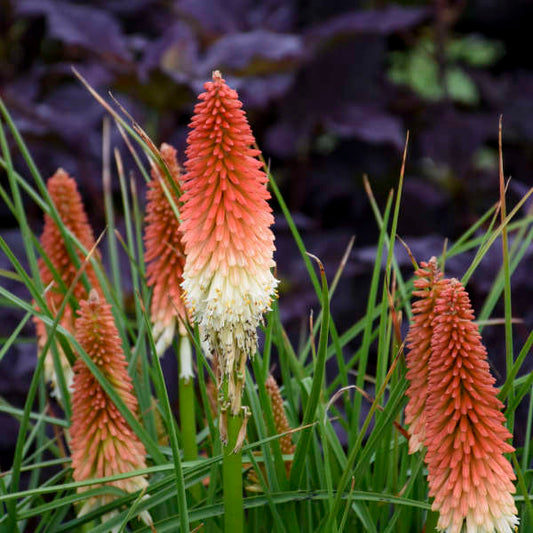 Walters Gardens, Inc. / Kniphofia 'High Roller' PP32295