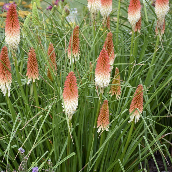 Walters Gardens, Inc. / Kniphofia 'High Roller' PP32295