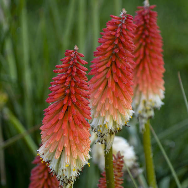 Walters Gardens, Inc. / Kniphofia 'High Roller' PP32295