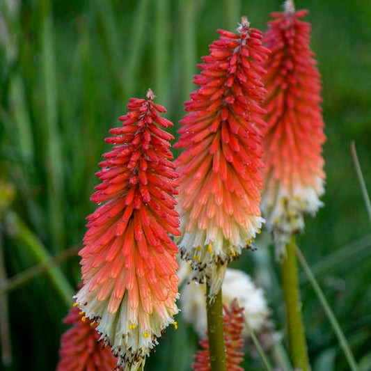 Walters Gardens, Inc. / Kniphofia 'High Roller' PP32295