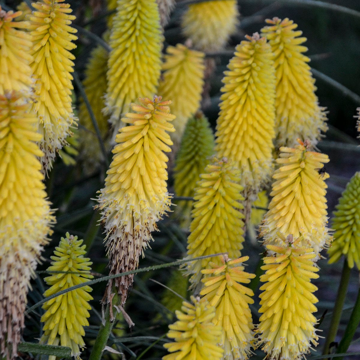 Walters Gardens, Inc. / Kniphofia 'Lucky Lemons'