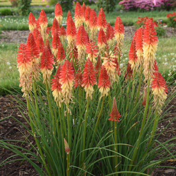 3-Pack Kniphofia 'Rocket's Red Glare' Red Hot Poker Starter Perennials. Vibrant Red Buds. Rebloomers. Love Sun.
