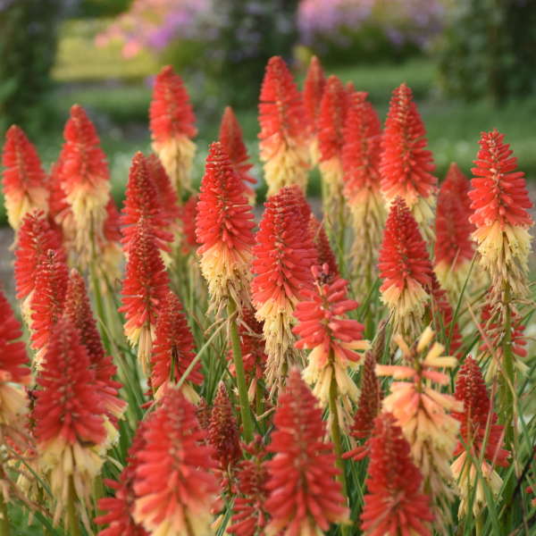 3-Pack Kniphofia 'Rocket's Red Glare' Red Hot Poker Starter Perennials. Vibrant Red Buds. Rebloomers. Love Sun.
