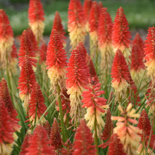 3-Pack Kniphofia 'Rocket's Red Glare' Red Hot Poker Starter Perennials. Vibrant Red Buds. Rebloomers. Love Sun.
