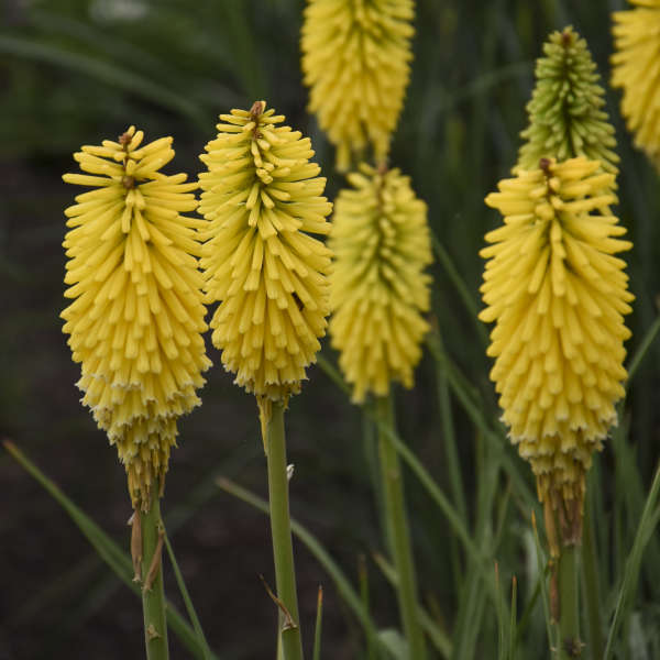 Walters Gardens, Inc / Kniphofia 'Solar Flare' PP32073