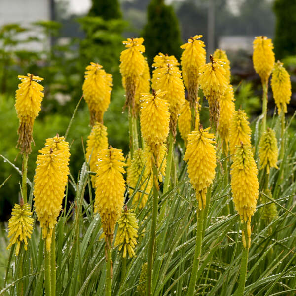 Walters Gardens, Inc / Kniphofia 'Solar Flare' PP32073