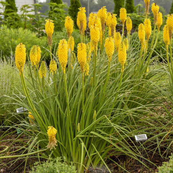 Walters Gardens, Inc / Kniphofia 'Solar Flare' PP32073