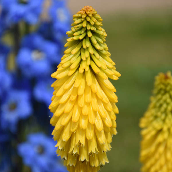 Walters Gardens, Inc / Kniphofia 'Solar Flare' PP32073