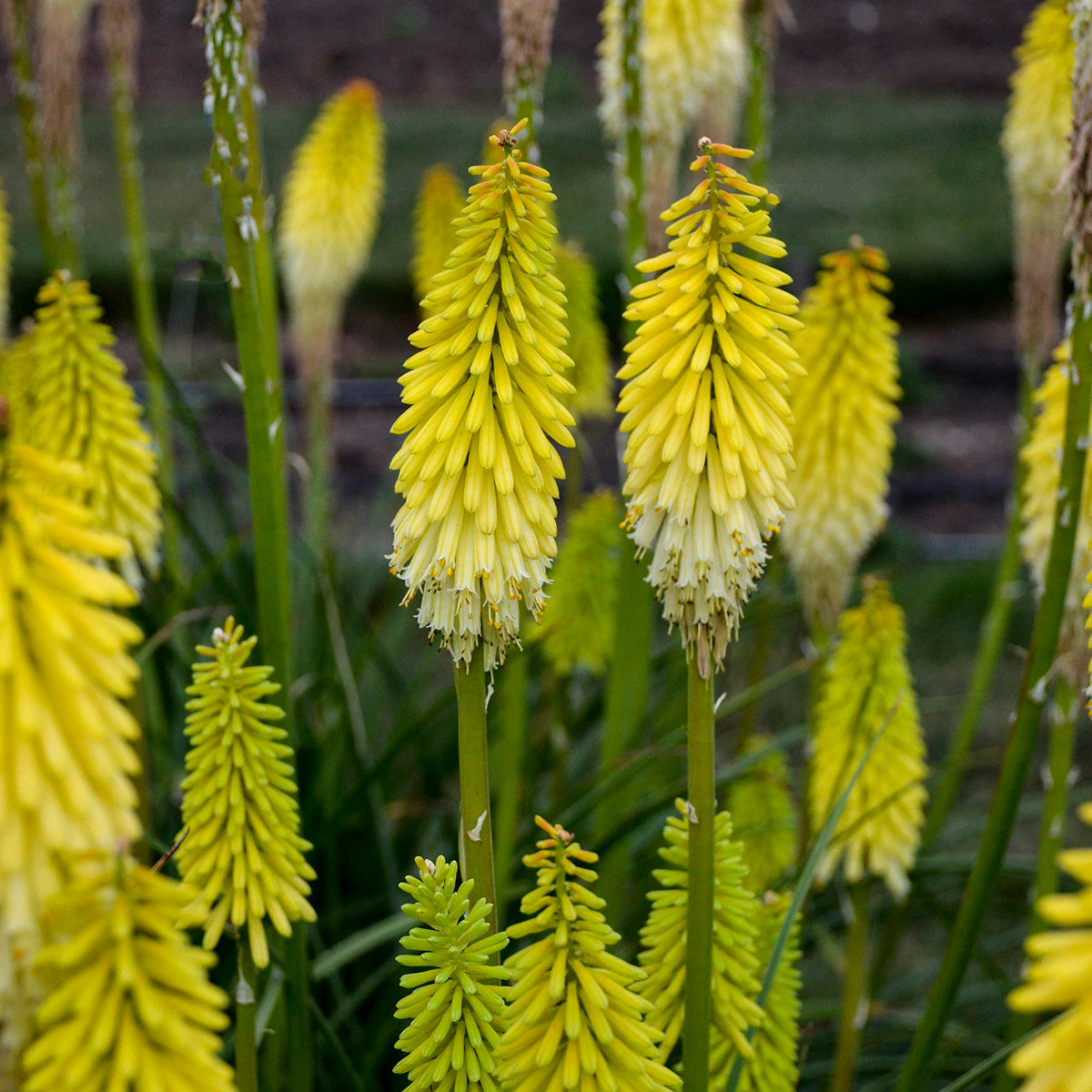 Hosta King / Kniphofia 'Sunshine Yellow'