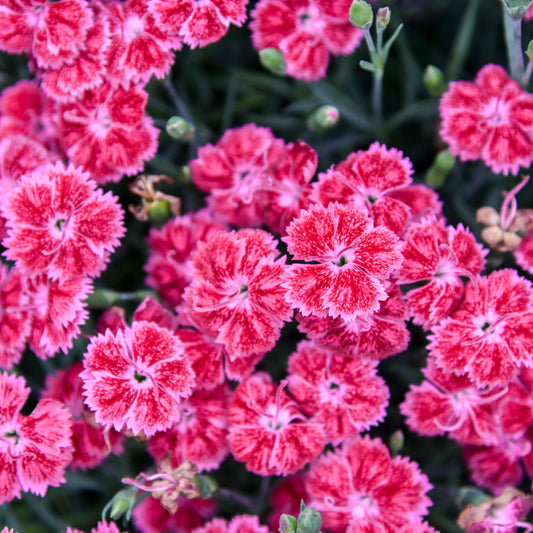 3 Dianthus Red Rogue Carnation Starter Perennial Plants. Loves Sun. Easy to Grow. Pollinator
