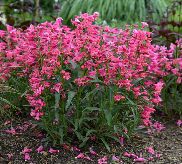 3 Penstemon barbatus 'Rose Rhinestones' Starter Perennials. Heat