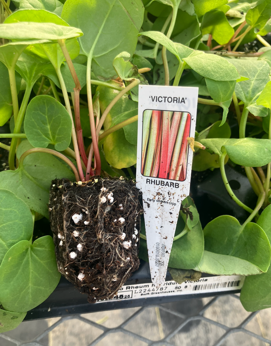 3-Pack 'Victoria' Rhubarb Starter Perennial Plants. Ready for Fall Planting.