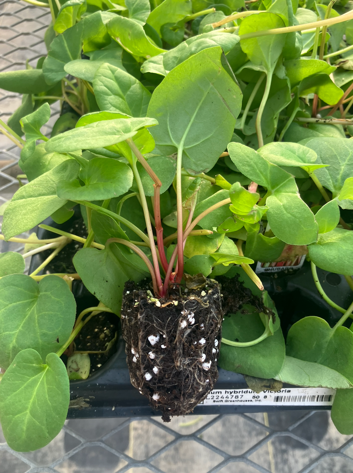 3-Pack 'Victoria' Rhubarb Starter Perennial Plants. Ready for Fall Planting.