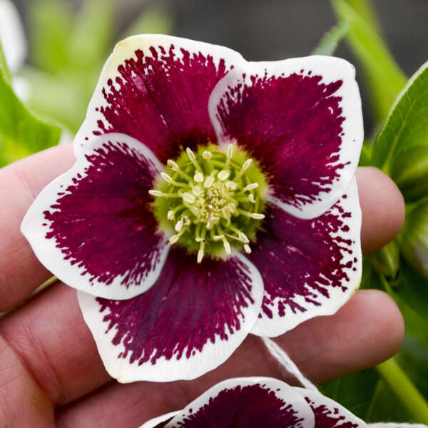 Helleborus 'Romantic Getaway' Lenten Rose. Stunning Blooms.