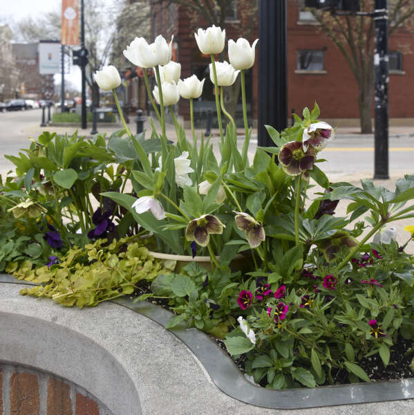 Helleborus 'Romantic Getaway' Lenten Rose. Stunning Blooms.