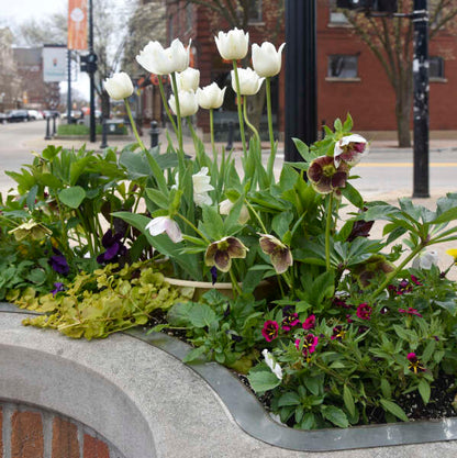 Helleborus 'Romantic Getaway' Lenten Rose. Stunning Blooms.