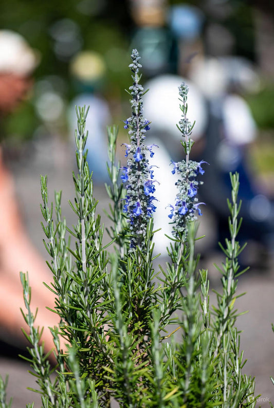 3 Rosmarinus officinalis 'Barbeque' Starter Herb. Sturdy, Upright. Great Flavor. 4-6 Feet Tall.