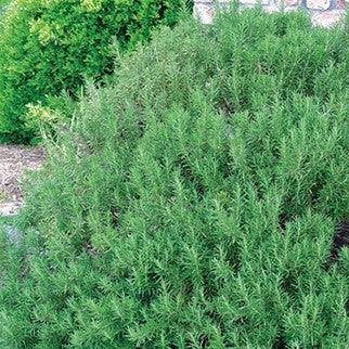 Emerald Coast Growers /  Rosmarinus officinalis 'Hill Hardy'