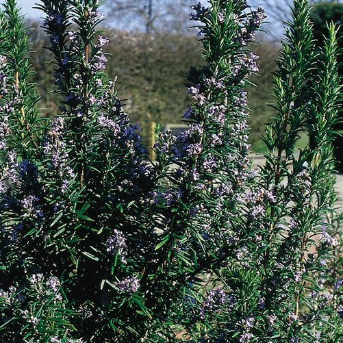 Emerald Coast Growers / Rosemary 'Tuscan Blue'