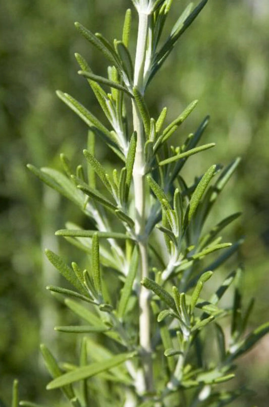 3 Live Rosemary Herb Perennials. Resilient and Easy to Grow!. Sun Lover and Drought Resistant.