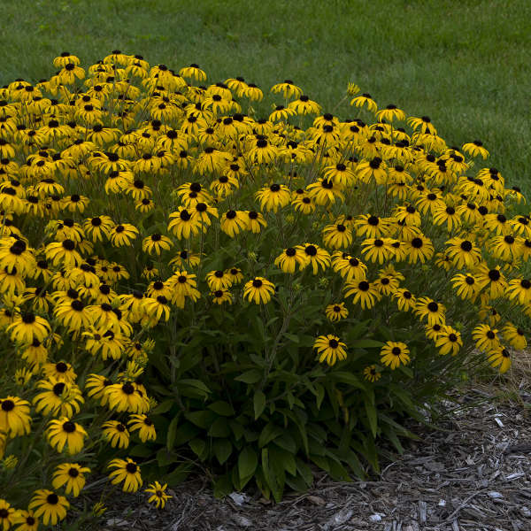 Walters Gardens, Inc. / Rudbeckia 'American Gold Rush'