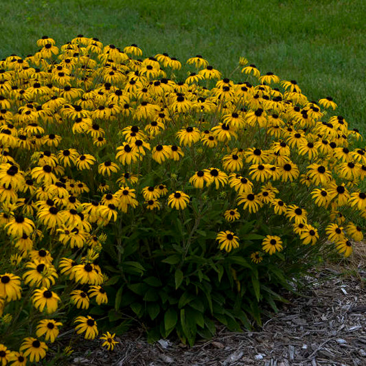 Walters Gardens, Inc. / Rudbeckia 'American Gold Rush'
