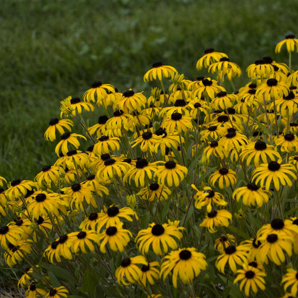 Walters Gardens, Inc. / Rudbeckia 'American Gold Rush'