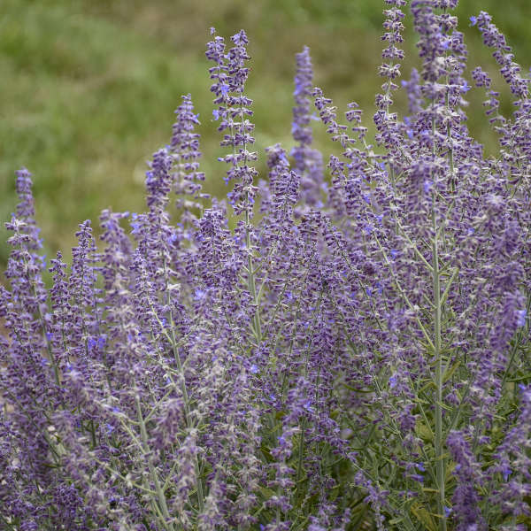 Walters Gardens, Inc. / Perovskia atriplicifolia 'Sage Advice'