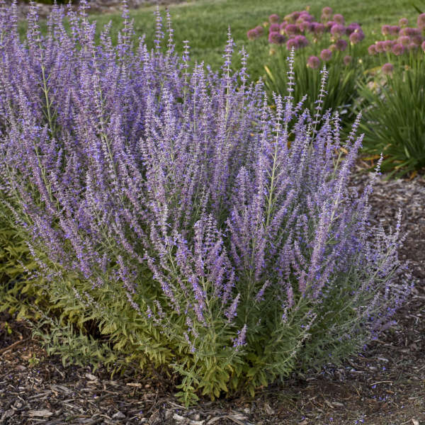 Walters Gardens, Inc. / Perovskia atriplicifolia 'Sage Advice'