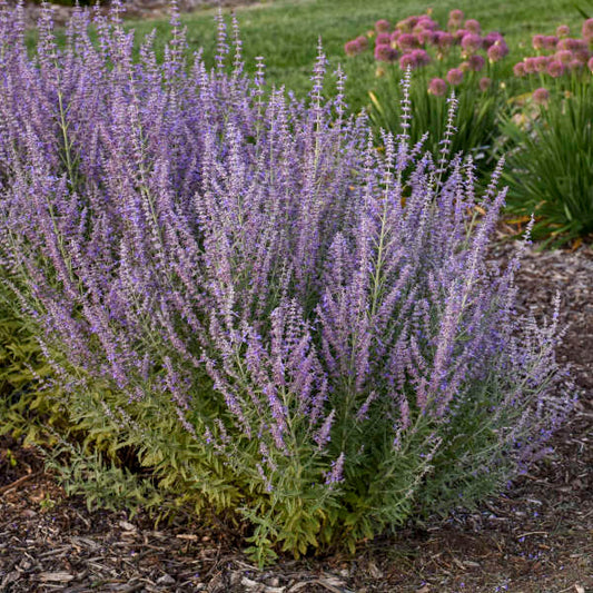Walters Gardens, Inc. / Perovskia atriplicifolia 'Sage Advice'