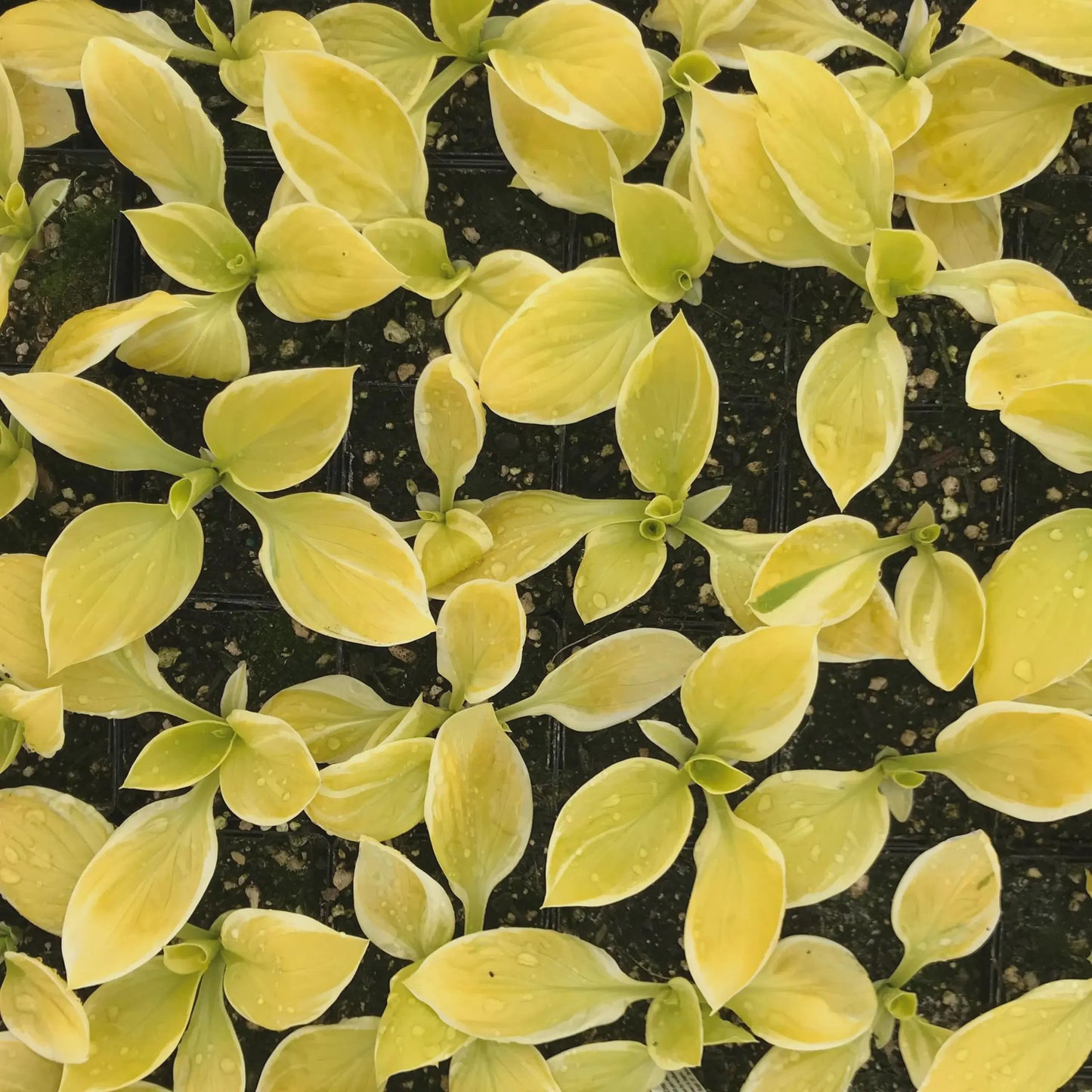 Hosta 'Saint Elmo's Fire' Starter Perennial. Stunning Colors. Loves Shade. Easy to Grow.